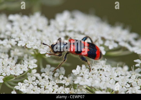 TRICHODES APIARIUS BIENENWOLF Biene Käfer wolf Stockfoto