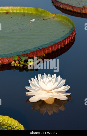 Riesigen Seerosen (Victoria Amazonica). See in der Nähe von Cuiabá Fluss, nördliche Pantanal, Brasilien. Stockfoto