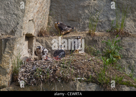 Wanderfalke FALCO PEREGRINUS, Wanderfalken Stockfoto