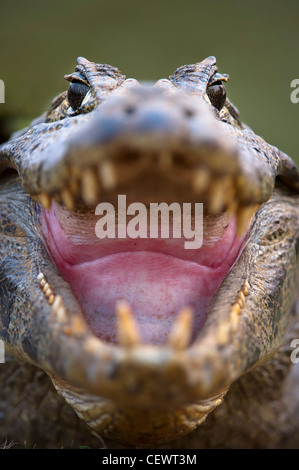 Yacare Caiman, Piquiri Fluss, nördlichen Pantanal, Brasilien. Klaffende zur Regulierung der Körpertemperatur (Thermoregulation). Stockfoto