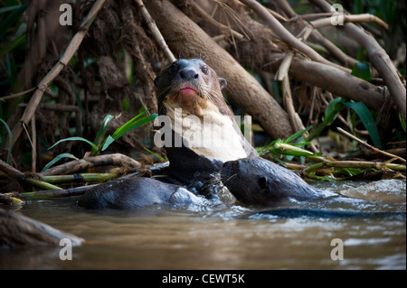 Riesenotter (Pteronura Brasiliensis). Piquiri River, nördlichen Pantanal, Brasilien. Stockfoto