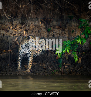 Wilde männliche Jaguar am Rande des Piquiri River, ein Nebenfluss des Cuiaba Fluss, nördliche Pantanal, Brasilien. Stockfoto