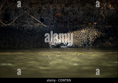 Wilde männliche Jaguar (Panthera Onca Palustris) Eingabe Piquiri River, ein Nebenfluss des Cuiaba Fluss, nördliche Pantanal, Brasilien. Stockfoto