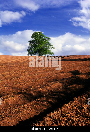 Eiche in einem Acker im Flaxley. Obwohl Flaxley eine angenehme und malerische Gegend ist, hat es eine starke industrielle Vergangenheit, n Stockfoto