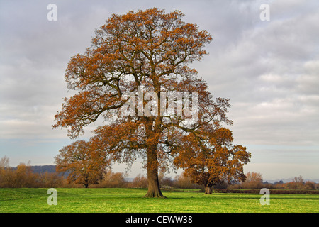 Eiche am Fluss Severn Aue. Den Fluss Severn ist 350km lang und fließt von der Quelle in den Cambrian Mountains in W Stockfoto