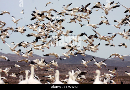 Schneegänse fliegen, Bosque del Apache, New-Mexico-USA Stockfoto