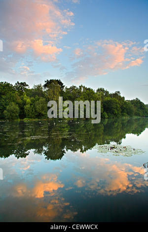 Dawn Reflexionen im Cannop Teich in der Nähe von Cinderford. Diese künstlichen Teich wurde aus einer lokalen Zeche und leicht warmen Natur o gefüttert. Stockfoto