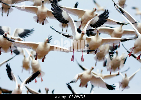 Schneegänse fliegen, Bosque del Apache, New-Mexico-USA Stockfoto