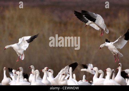 Schneegänse Landung, Bosque del Apache, New-Mexico-USA Stockfoto