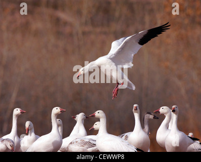 Schneegans Landung Bosque del Apache, New-Mexico-USA Stockfoto