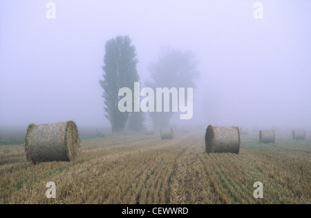 Nebligen Morgen zur Erntezeit in Wittenham, die Cotswolds. Stockfoto