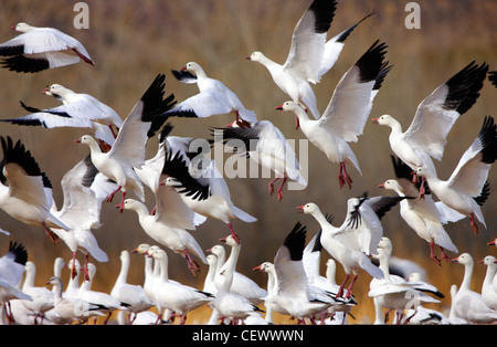 Schneegänse Bosque del Apache, New-Mexico USA fliegen Stockfoto