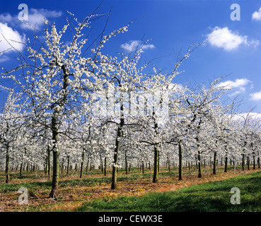 Obstbäume in voller Blüte am Glewstone. Herefordshire macht derzeit etwa die Hälfte der Apfel- und Birnenwein verbraucht im Vereinigten Königreich. Stockfoto