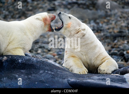 Eisbären fressen Tote Pottwal, Spitzbergen, Norwegen Stockfoto