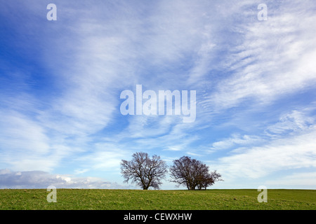 Zwei Bäume in offenen Feldern unter einem Clearing-Himmel. Stockfoto