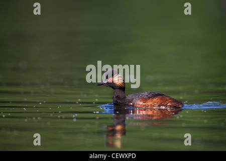 Schwarzhalstaucher, Podiceps nigricollis Schwarzhalstaucher, Stockfoto