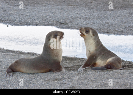 Antarktis Fell Jungrobben (Arctocephalus Gazella), St. Andrews Bay, Süd-Georgien Stockfoto
