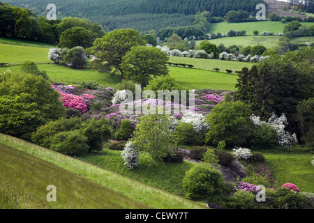 Rosa und lila Rhododendron wachsen auf den Hügeln in der Nähe von Wanderungen. Stockfoto