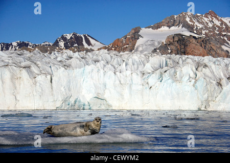 Bärtige Siegel auf Eisscholle vor 14thJuly Gletscher, Spitzbergen, Norwegen Stockfoto