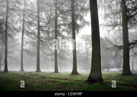 Misty Woodland bei Cinderford im Royal Forest of Dean. Stockfoto