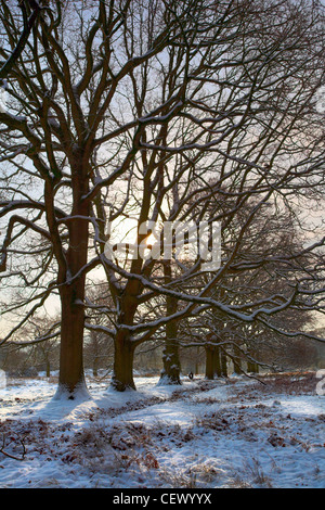 Schnee bedeckt Wald bei Cinderford am östlichen Rand des Royal Forest of Dean. Stockfoto