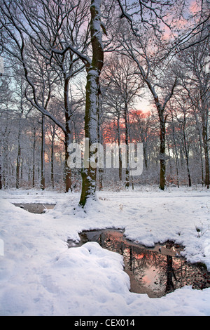 Schnee bedeckt Wald bei Cinderford am östlichen Rand des Royal Forest of Dean. Stockfoto