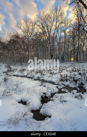 Schnee bedeckt Wald bei Cinderford am östlichen Rand des Royal Forest of Dean. Stockfoto