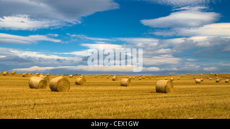 Ein Blick auf Strohballen nach einer Ernte. Stockfoto