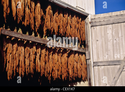 Trocknen die Blätter in Scheune auf Tabak Bauernhof in Lancaster County, PA, USA Stockfoto