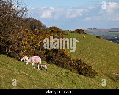 Schaf & Frühjahr Lämmer Weiden auf Knap Hill. Stockfoto