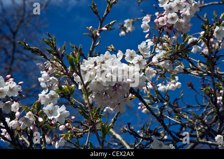 Weiße Yoshino Cherry Blossom (Prunus X Yedoensis Shidare Yoshino) vor einem tiefblauen Himmel. Stockfoto