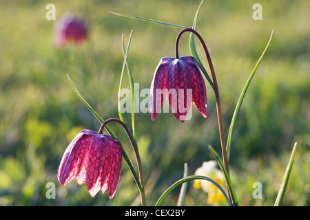 Eine Nahaufnahme von Snakeshead Fritilleries (Fritillaria Meleagris). Stockfoto