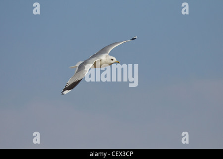 Sturmmoewe, Larus canus, Gemeine Möwe Stockfoto