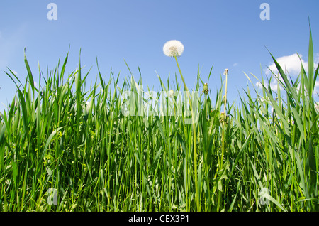 alten Löwenzahn in grüne Wiese und blauer Himmel Stockfoto