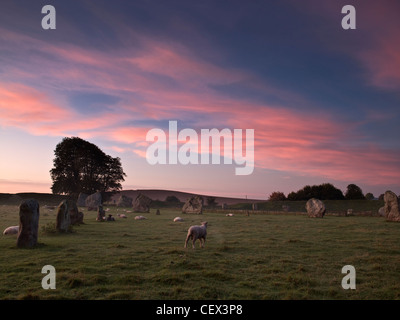 Schafbeweidung von Steinkreis von Avebury, kreist einer von Europas größten prähistorischen Stein, in der Morgendämmerung. Stockfoto