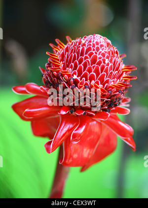 Ingwerpflanze „Rote Fackel“ (Etlingera elatior) Stockfoto