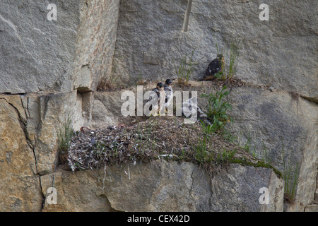 Wanderfalke FALCO PEREGRINUS, Wanderfalken Stockfoto