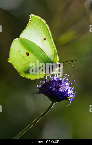 Schmetterling - der Zitronenfalter (Gonepteryx Rhamni) Teufel Witwenblume etwas. Stockfoto