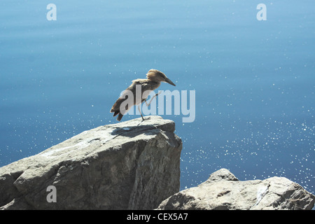 Hamerkop (Scopus Umbretta) auf einem Felsen von Wasser. Stockfoto