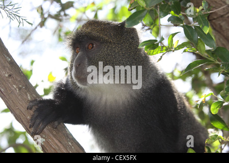 Sykes Affe (grüne Albogularis), auch bekannt als die weiße-throated Affe oder Samango Affe Stockfoto