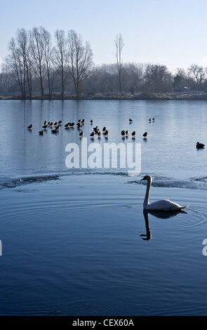 Enten stehen auf der Oberfläche eines gefrorenen Sees während schwimmt ein Schwan in der einzige nicht fixierten Teil des Sees im Vordergrund bei der Stockfoto