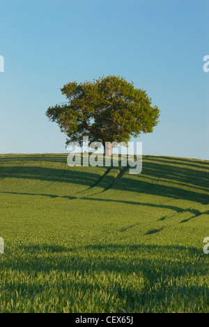 Eine einsame Eiche thront auf der Braue des Hügels an Teynham, Kent Stockfoto