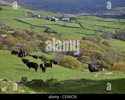 Welsh black Mountain Schafe weiden auf landwirtschaftlichen Flächen in den Hügeln oberhalb der Mündung des Mawddach. Stockfoto