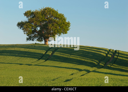 Eine einsame Eiche thront auf der Braue des Hügels an Teynham, Kent Stockfoto