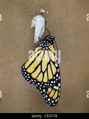 Ein Monarchfalter (Danaus Plexippus) Schwellen- oder umhüllenden aus einer Puppe Stockfoto