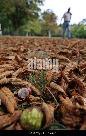 Männliche Goinga Spaziergang im Wald Thetford, Norfolk, Großbritannien Stockfoto