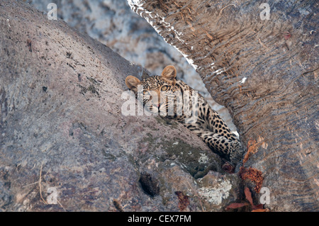 Leopard weiblich ruht auf einem Baobab Panthera Pardus Ruaha Nationalpark Tansania Stockfoto