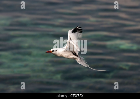 Rote Bille Tropicbird fliegen auf dem Ozean Phaethon Aethereus Dur Ghella, Dahlak Archipel Eritrea Stockfoto