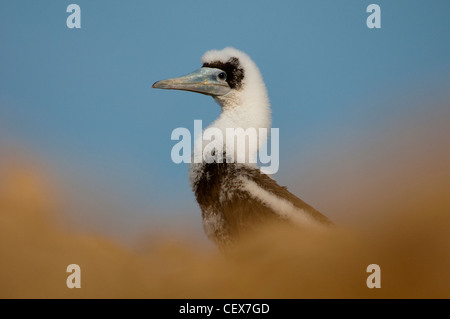 Braun Sprengfallen der juvenilen Sula Leucogaster Dur Ghella, Dahalak Archipel Eritrea Stockfoto