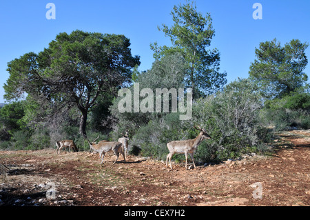 Israel, Carmel Gebirge, weiblichen persischen Damhirsch (Dama Dama Mesopotamica) bedrohte Spezies. Stockfoto